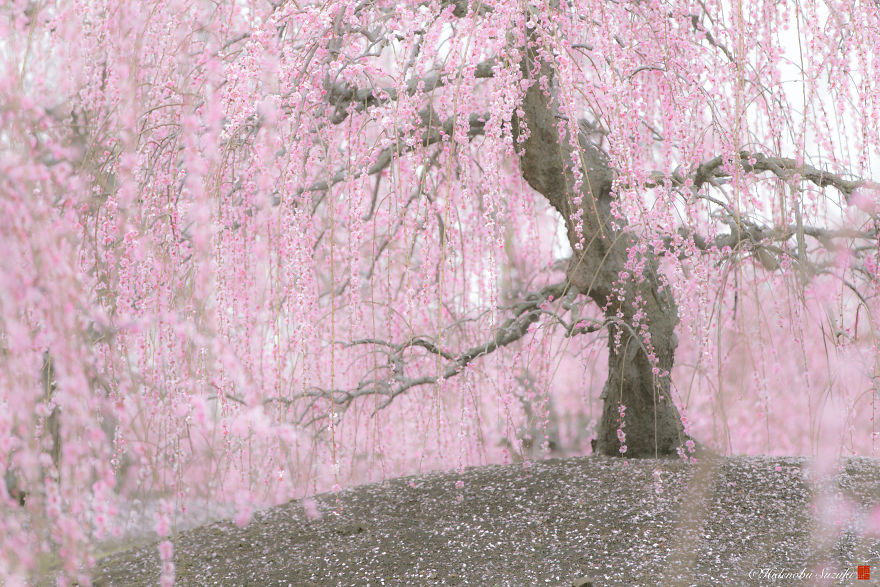 I Captured Plum Trees Blooming In Japan