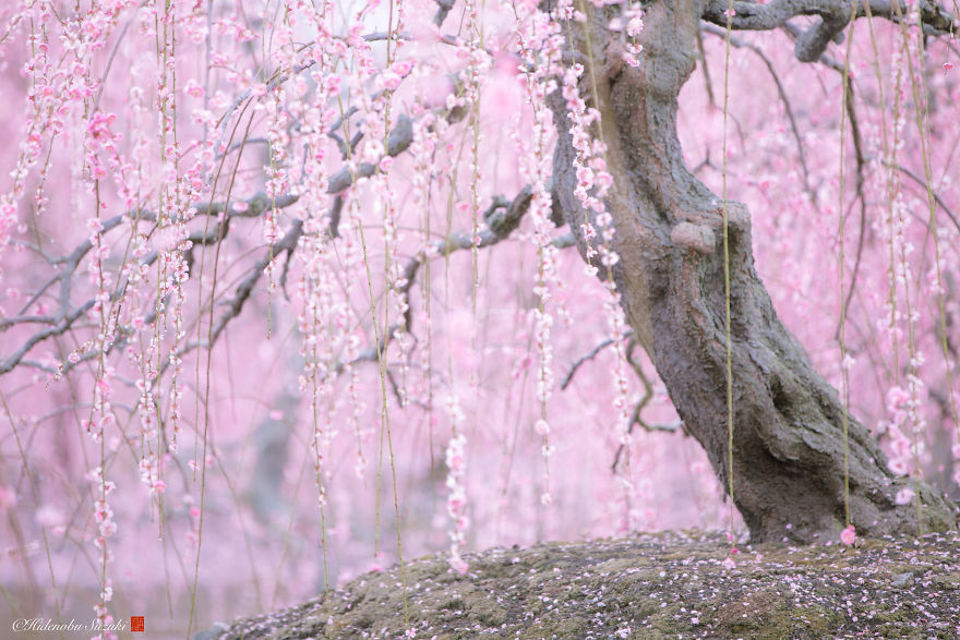 I Captured Plum Trees Blooming In Japan
