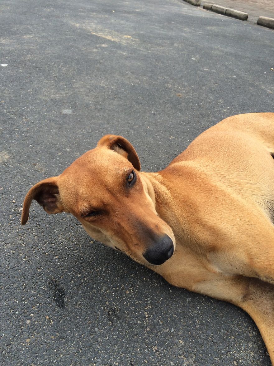 This Guy Came To School And Just Chilled With Us During A Saturday Sports Festival. Liked Me, As I Was Making Food!!
