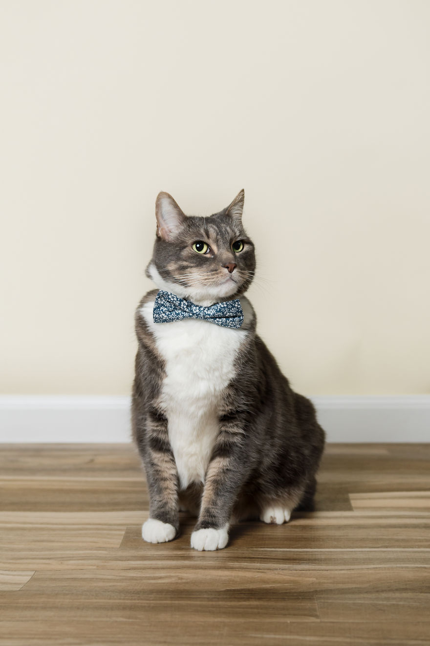 I Love My Cat And Did A Birthday Cake Smash Photoshoot For His 10th Birthday Because I'm Crazy