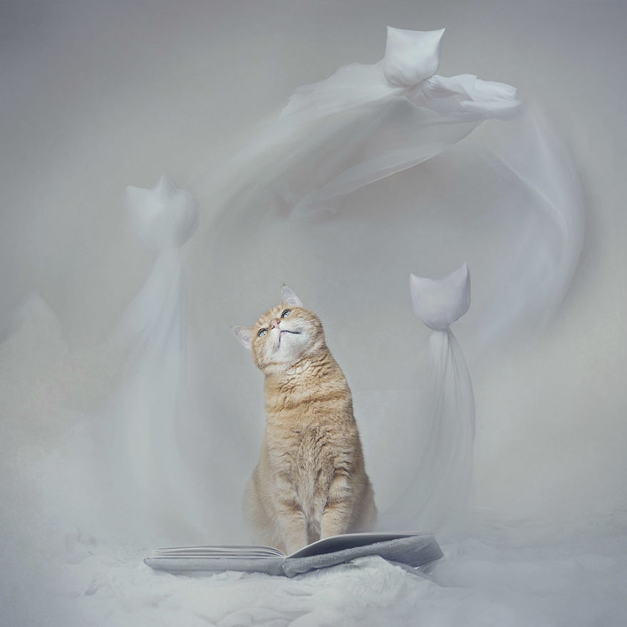 I Made A Career Out Of Annoying Cats