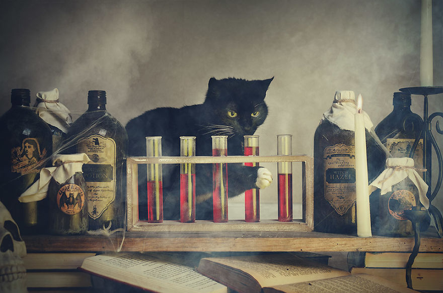 I Made A Career Out Of Annoying Cats