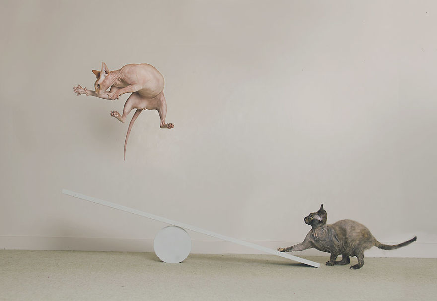 I Made A Career Out Of Annoying Cats