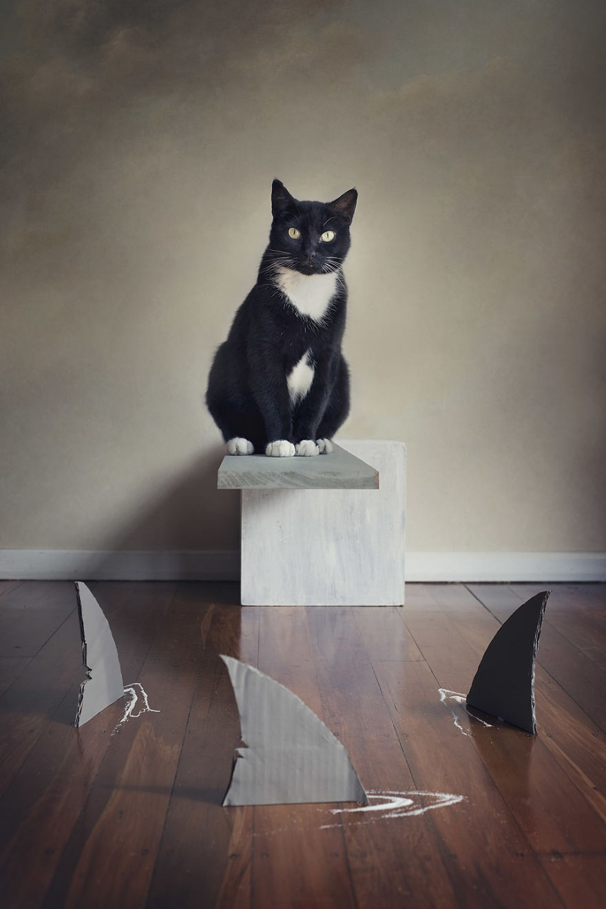 I Made A Career Out Of Annoying Cats