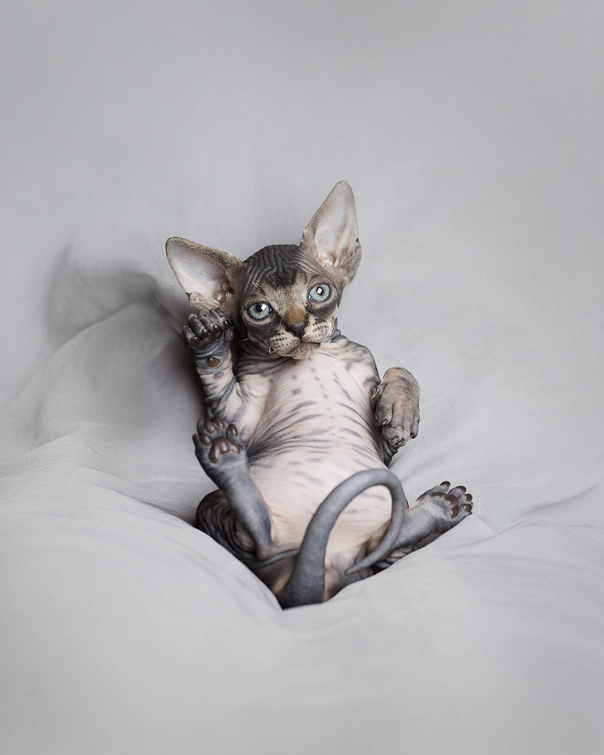 I Made A Career Out Of Annoying Cats