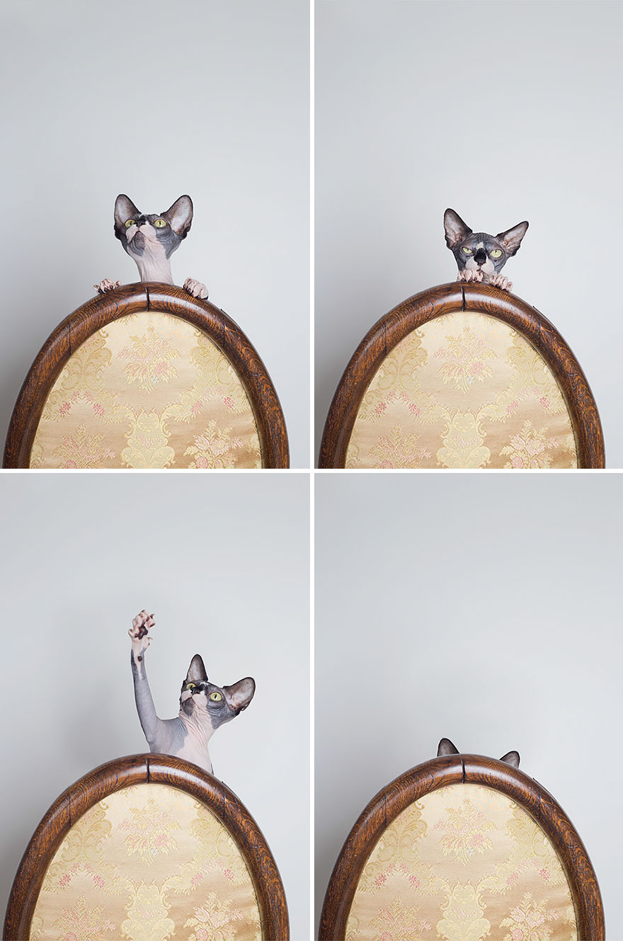 I Made A Career Out Of Annoying Cats