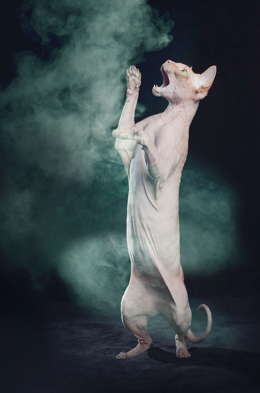 I Made A Career Out Of Annoying Cats