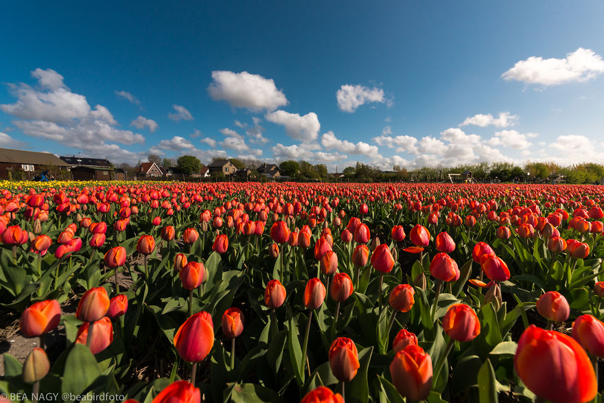 I Photographed The Endless Dutch Tulip Fields