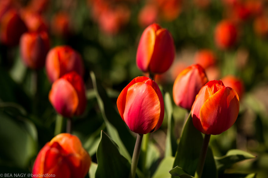 I Photographed The Endless Dutch Tulip Fields
