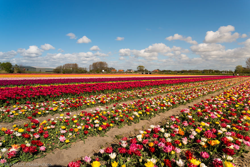 I Photographed The Endless Dutch Tulip Fields