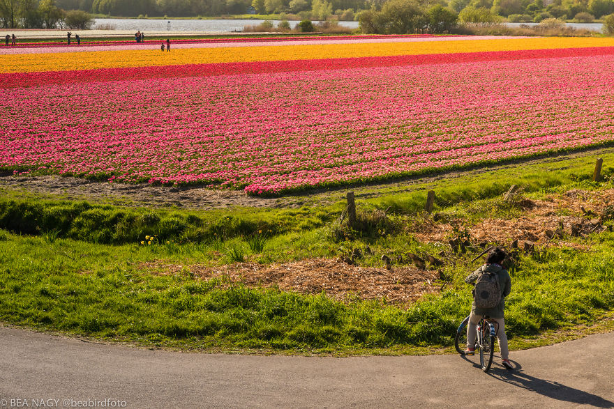 I Photographed The Endless Dutch Tulip Fields