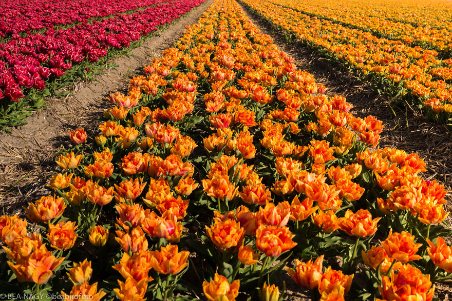 I Photographed The Endless Dutch Tulip Fields