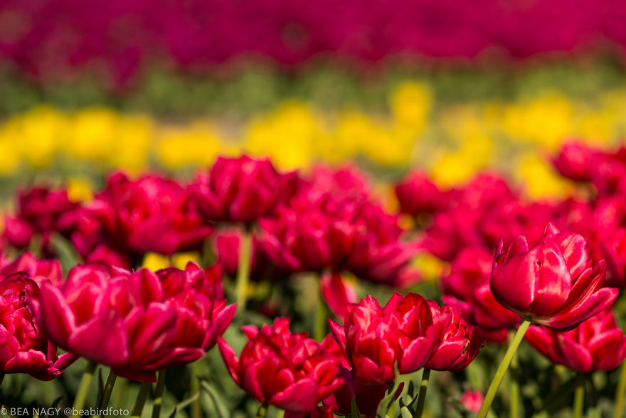 I Photographed The Endless Dutch Tulip Fields