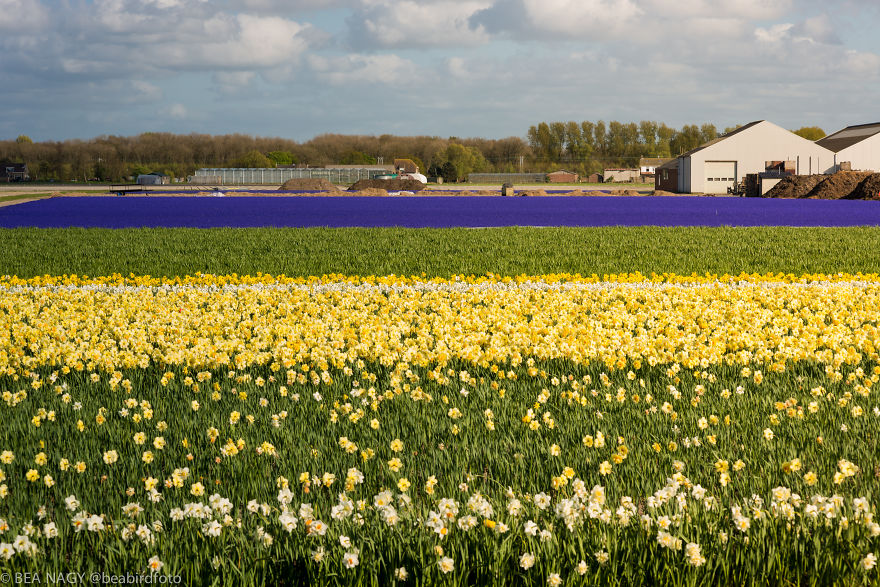 I Photographed The Endless Dutch Tulip Fields