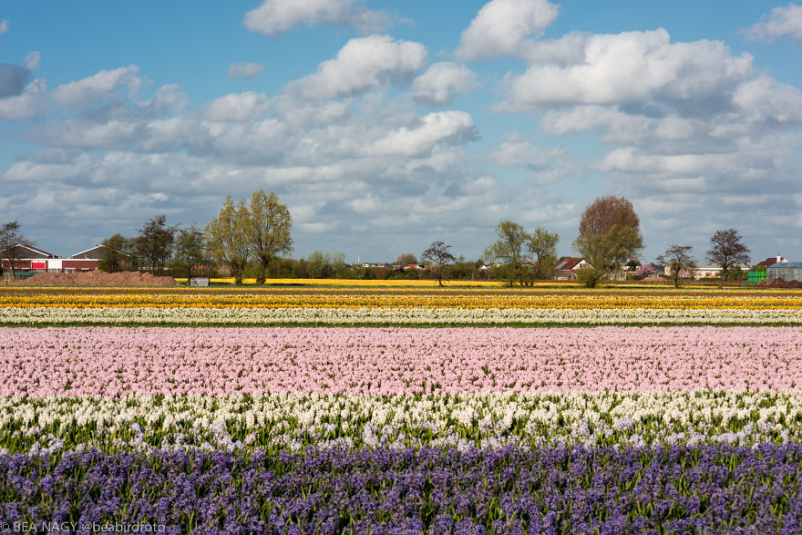 I Photographed The Endless Dutch Tulip Fields