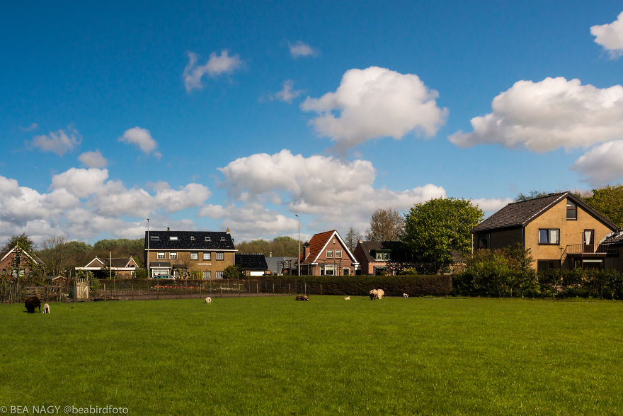 I Photographed The Endless Dutch Tulip Fields