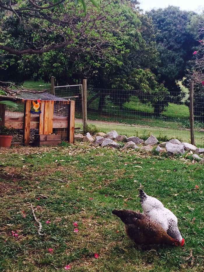 I Rescue And Care For Chickens In Paradise