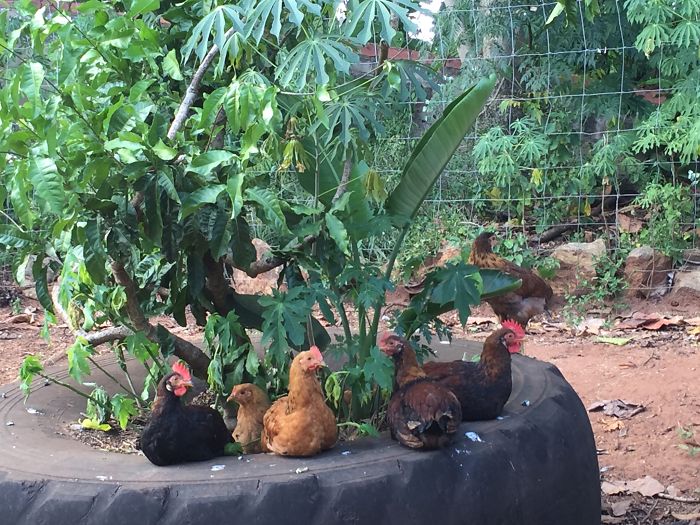 I Rescue And Care For Chickens In Paradise