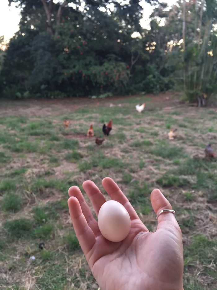 I Rescue And Care For Chickens In Paradise
