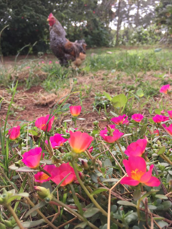 I Rescue And Care For Chickens In Paradise