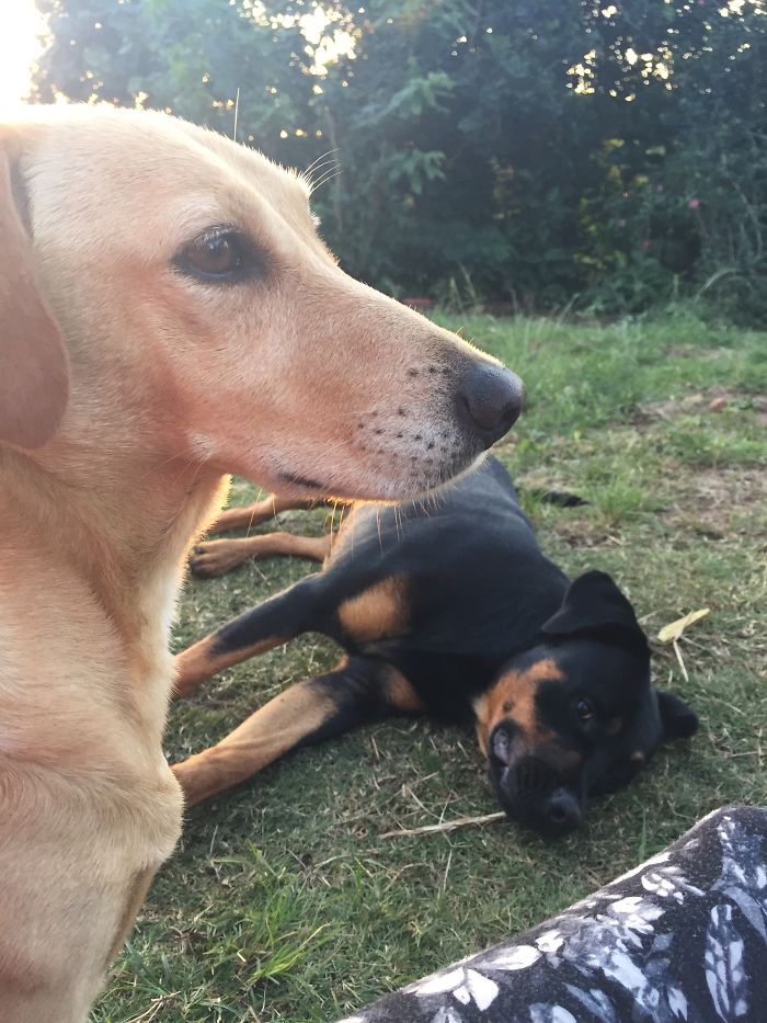 I Rescue And Care For Chickens In Paradise