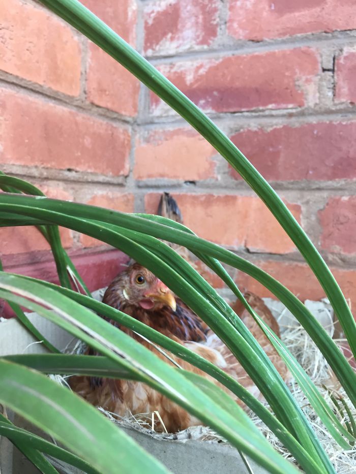 I Rescue And Care For Chickens In Paradise I Rescue And Care For Chickens In Paradise