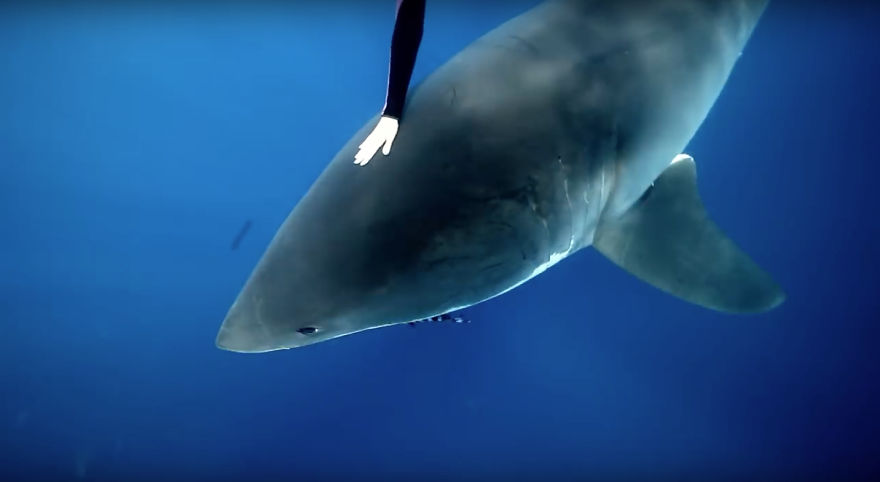 I Filmed For My Documentary "She Is The Ocean" Amazing Story Of "Shark Whisperer" Ocean Ramsey - Woman Who Swim With The Sharks Around The World And Helping To Save Them. I Filmed For My Documentary "She Is The Ocean" Amazing Story Of "Shark Whisperer" Ocean Ramsey - Woman Who Swim With The Sharks Around The World And Helping To Save Them.