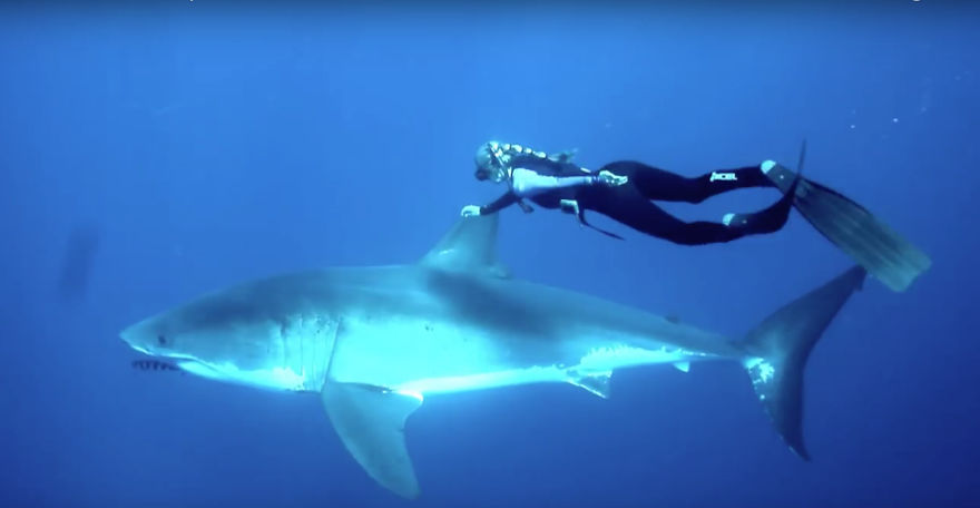 I Filmed For My Documentary "She Is The Ocean" Amazing Story Of "Shark Whisperer" Ocean Ramsey - Woman Who Swim With The Sharks Around The World And Helping To Save Them. I Filmed For My Documentary "She Is The Ocean" Amazing Story Of "Shark Whisperer" Ocean Ramsey - Woman Who Swim With The Sharks Around The World And Helping To Save Them.