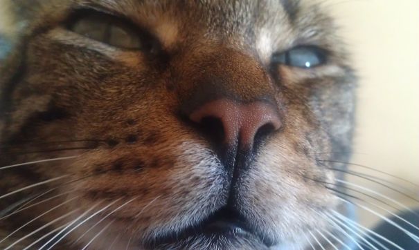 I Despise You,annoying Human!