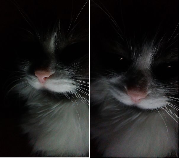 My Cat During The Night…