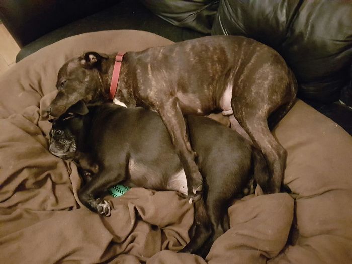 Viciously Spooning That Pug!!!!!