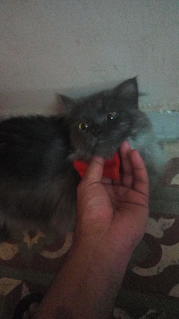 Hoooman.......u Pissssss Me Me Offff