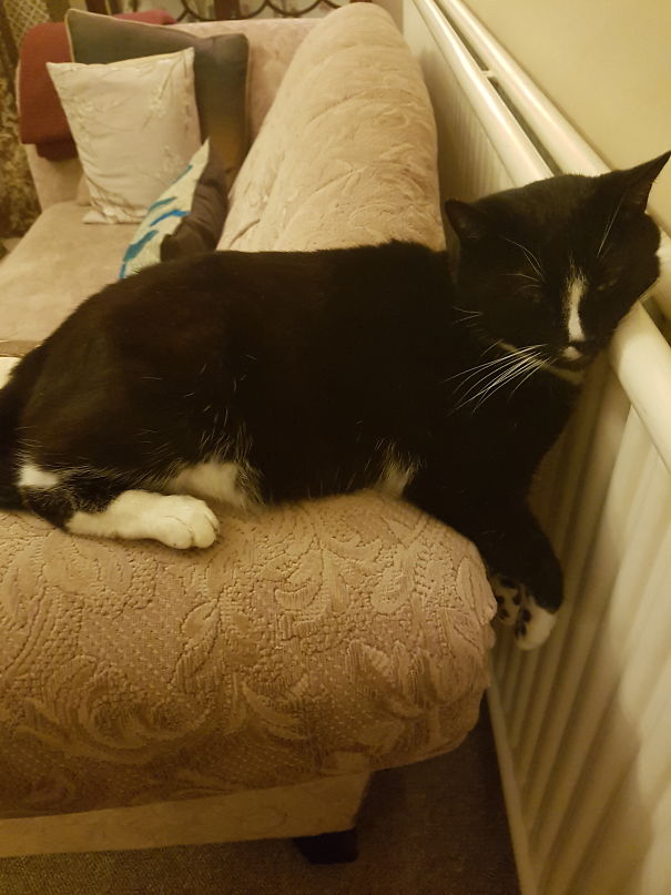 Don't Leave Cats On The Radiator Otherwise They Melt