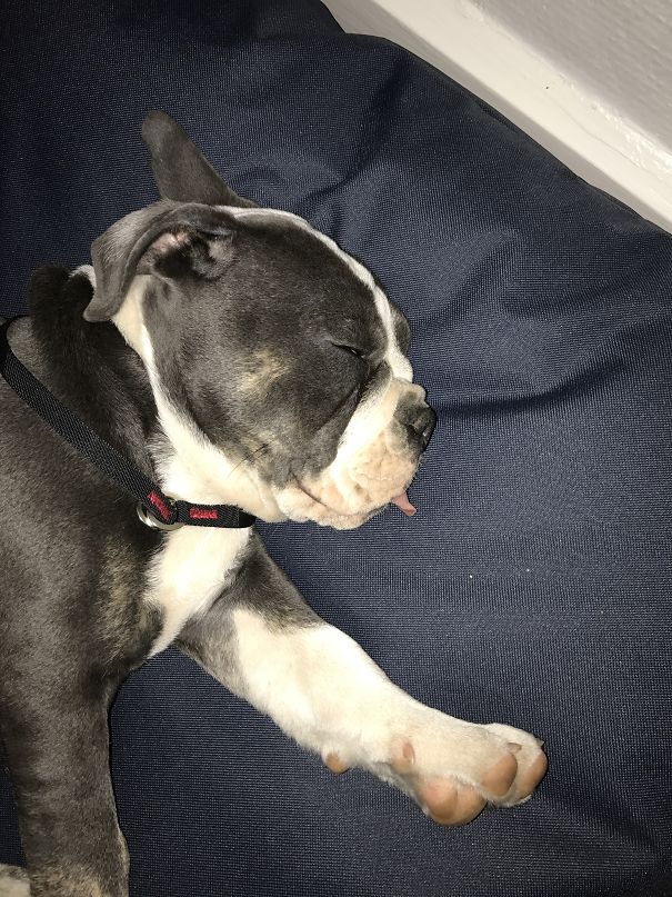 Batmans First Nap On The Beanbag Chair.
