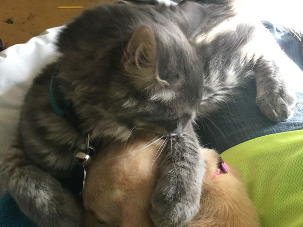 He Wants To Kill Da Puppy