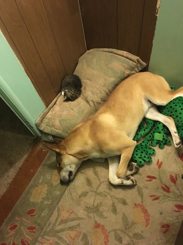 My Wife Brings In A 4 Week Old Kitten To Meet Our 9 Month Old Wolf