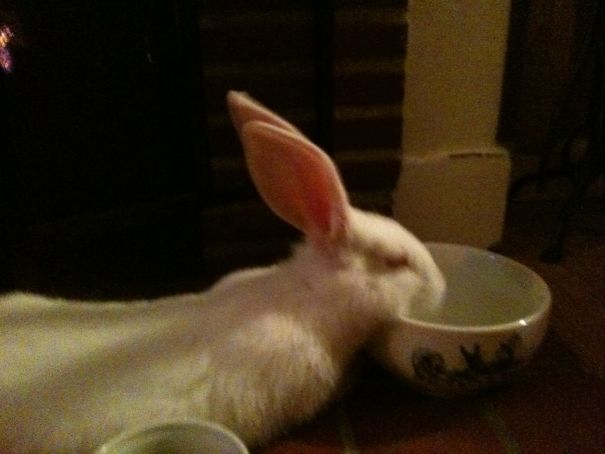 Poohbah Melted Near His Water Bowl, Thank Goodness; He Can Revive Himself.