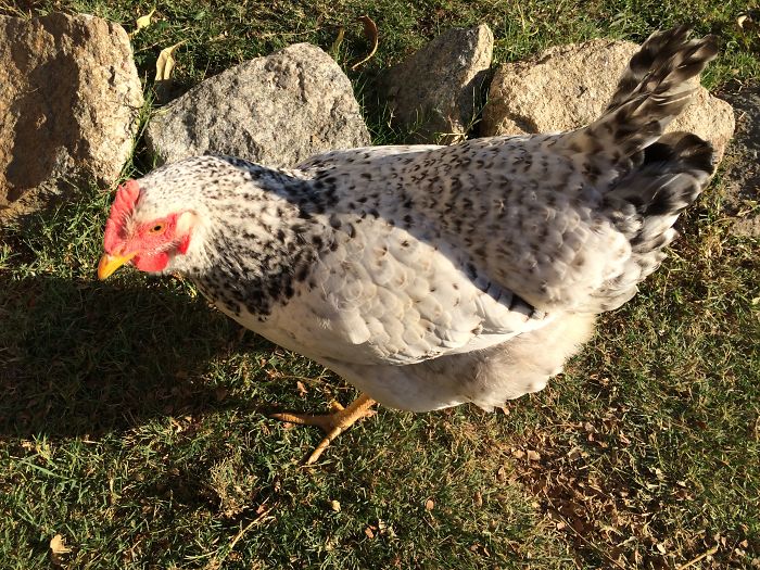 I Rescue And Care For Chickens In Paradise