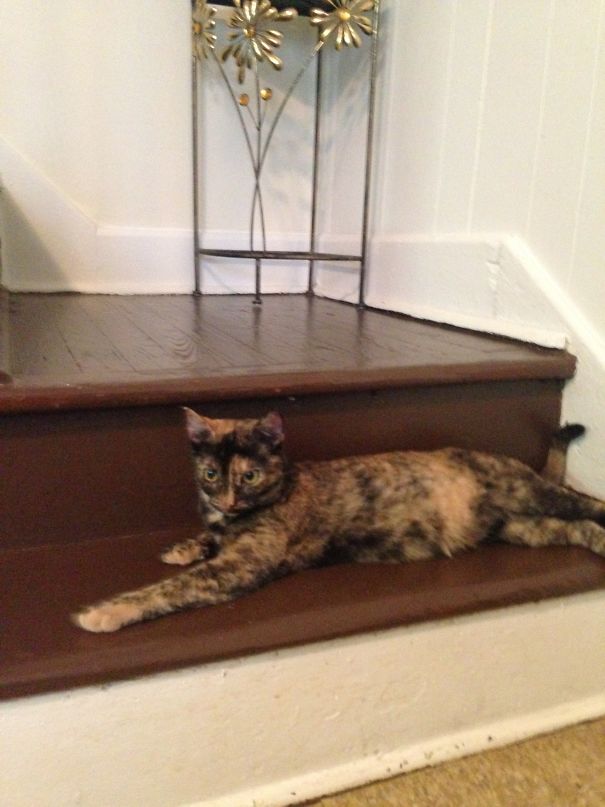 My Cat Scarlett The Day We Brought Her Home She Was Letting Us Know She Now Owned Us Not The Other Way Around