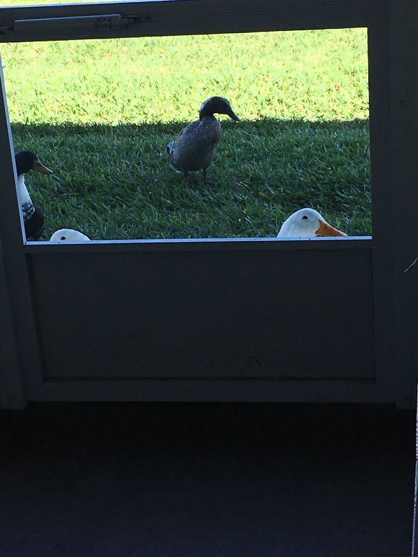 A Duck Seeing In Side For The Fist Time