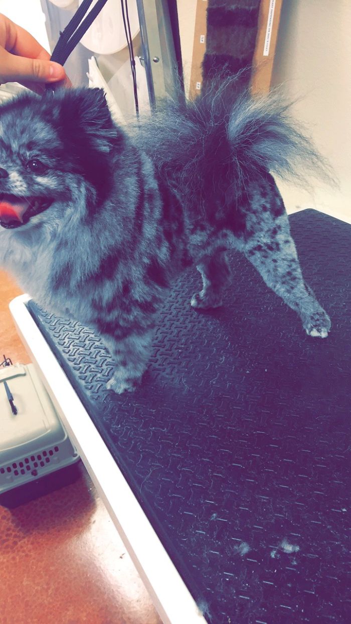 Miss Ivy Getting Her Lion Cut