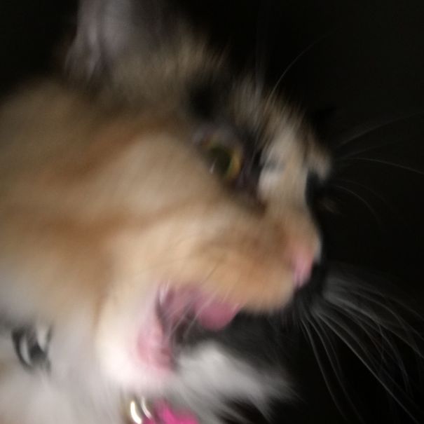 Kittyzilla, Reeker Of Havoc