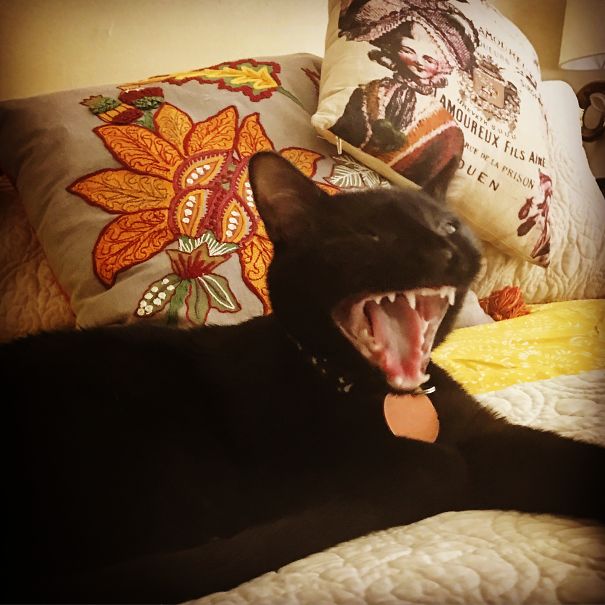 Look Into The Void, Hooman!