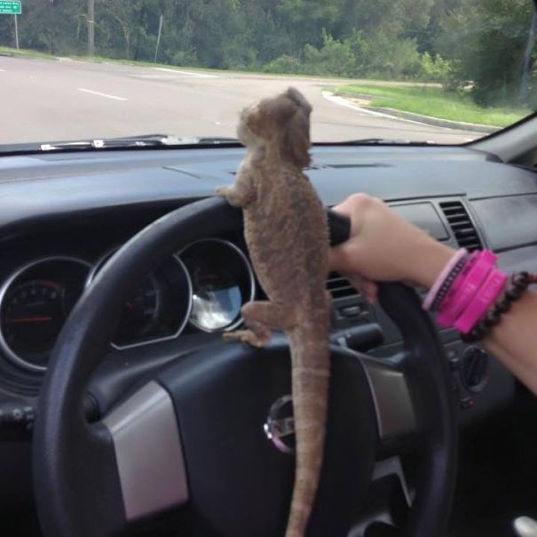 Reppie's First Time Driving The Car!!