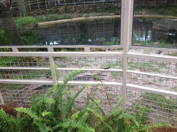 One Day I'm Gonna Grow Up To Be As Big As Him!!