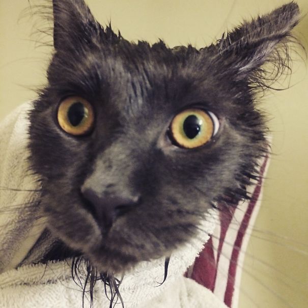 My Cat First Bath