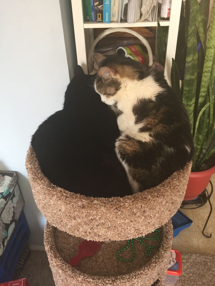 I Made Them Sit Together In The Car Tower. Leo Didn't Mind, But Woody Was Not Pleased.