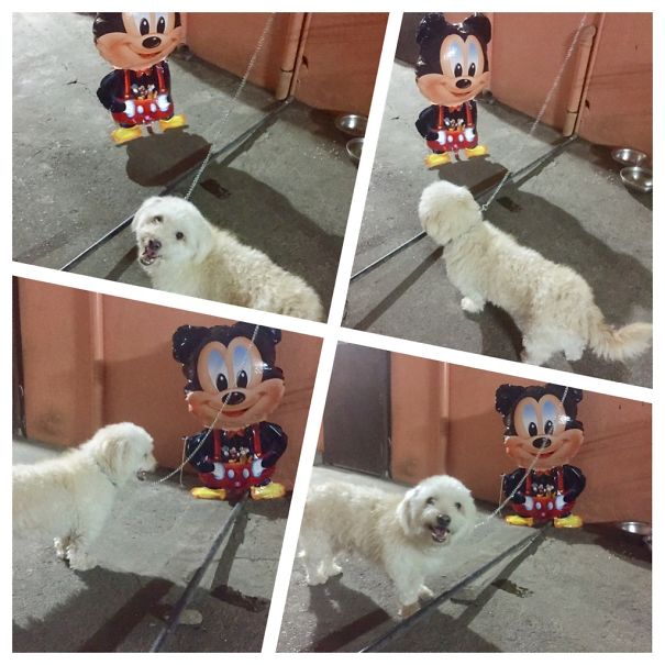 Mickey Mouse Encounter