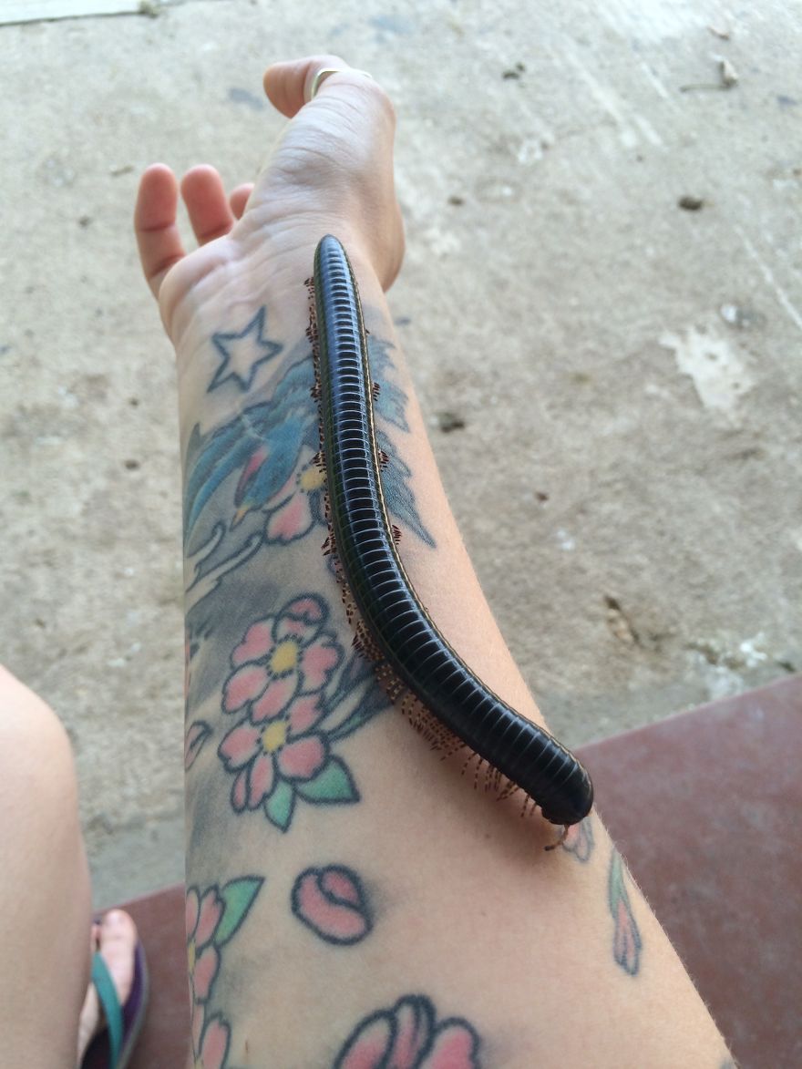 A Very Long Millipede