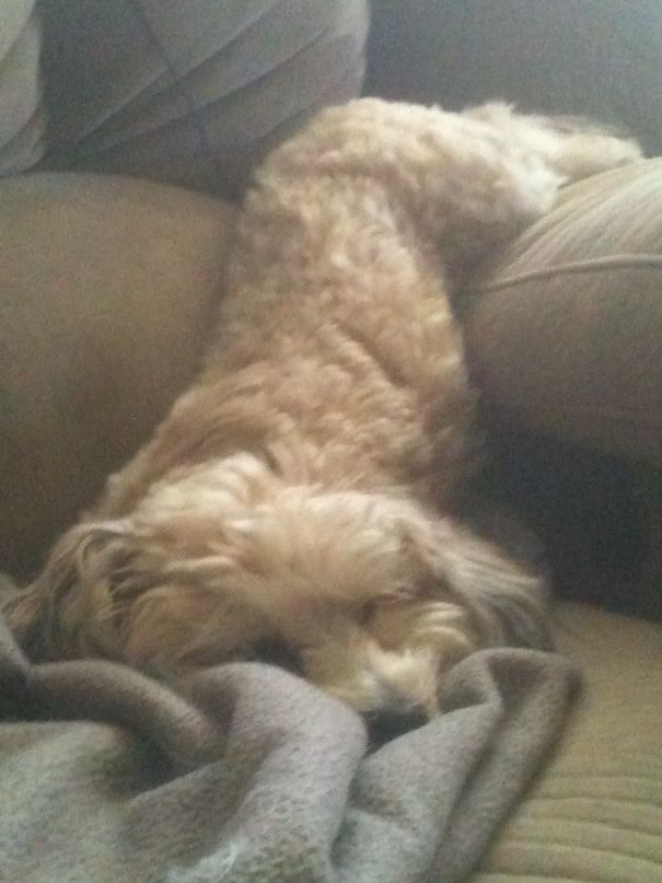 Dog Melted Off The Arm Of The Couch